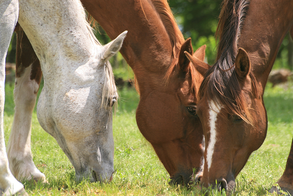Focus sur l’alimentation des chevaux Le carrefour des animaux Focus sur l’alimentation des chevaux Le carrefour des animaux